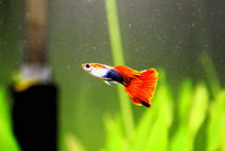 ��β�͵Ŀ�ȸ��