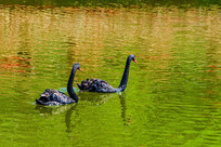 ��ֻ��ˮ�ĺ����