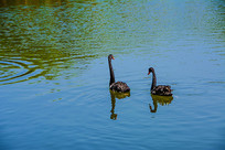 ��ֻб������ˮ�ĺ����