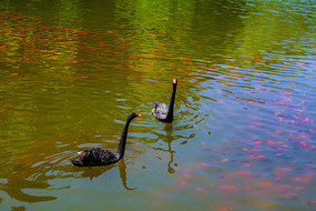 ��ֻ��ˮ�ĺ����