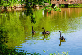 ��ֻǰ���һ����ˮ�ĺ����