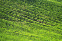 ɽ����ɫ������