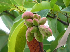 ��ɽ��Ц�ۺϹ�