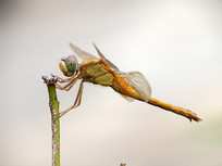 ͣЪ��֦ͷ�ϵ�����