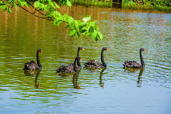 ��ֻ��ˮ�ĺ����