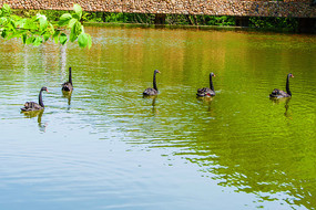 ��ֻ��ˮ��̶�ĺ����