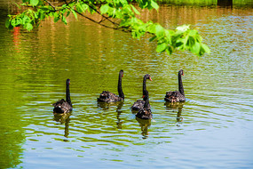 ��ֻ��ˮ�ĺ����