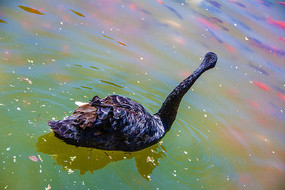 һֻˮ�ϵĺ����