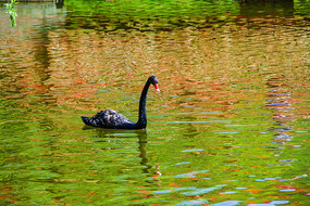 һֻ��ˮ�ĺ����