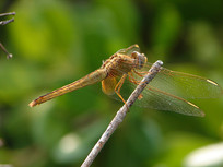 ֦ͷ�ϵĻ�ɫ����