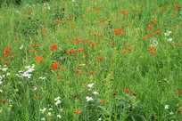 ��ԭʢ���а߰ٺ�