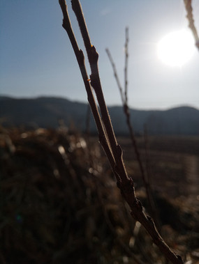 ����������֦