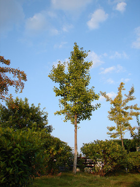 ��԰������