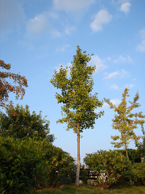 ��԰������