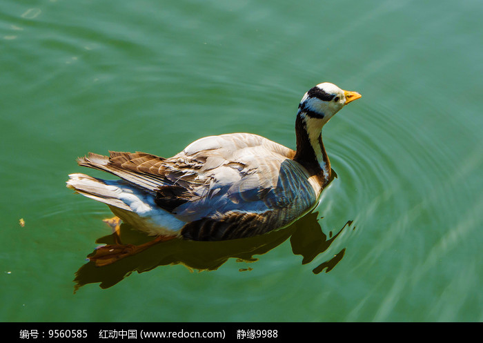 水上划水游动的野鸭