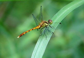 ��ü����