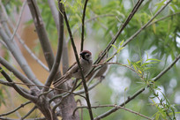 ����С��