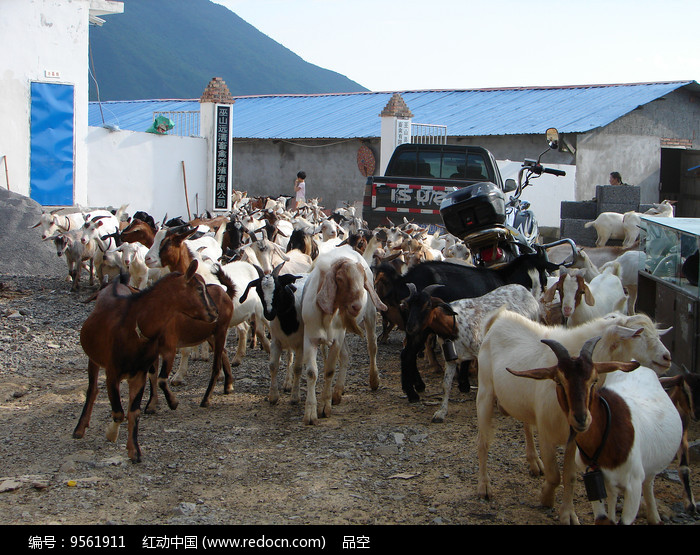 中国西部山区山羊养殖图片