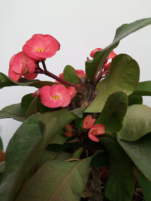 ��ɫ��õ��