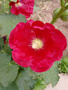 ԲԲĴ񼾻