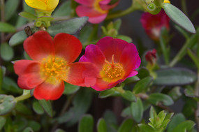 ����̫����