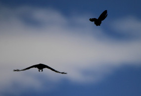 ����չ���ϲȵ