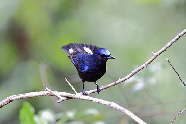 ޱޱ�Ĵ����l