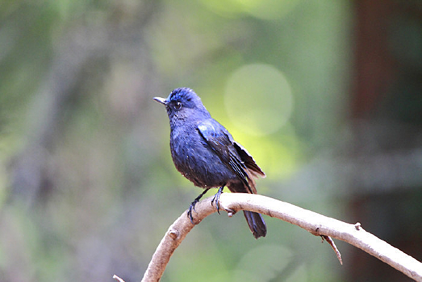 ��С�Ĵ����l