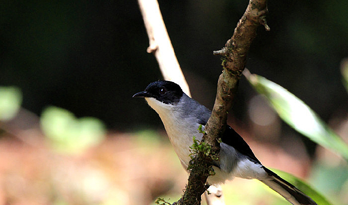 �����ĺ�ͷ����