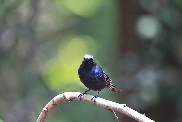 ���ɵĴ����l