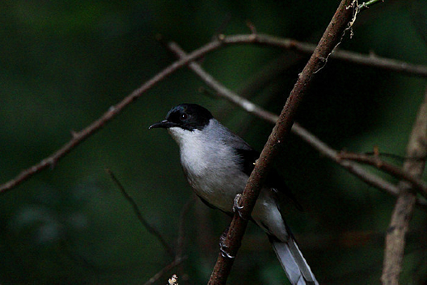 �����ĺ�ͷ����