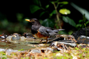 ˮ�����ֵĺ����