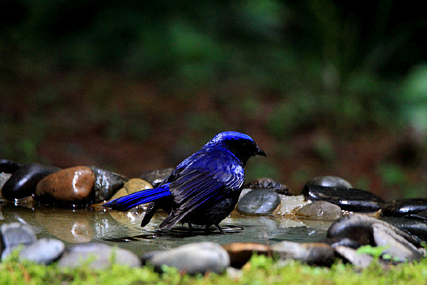 ��欵Ĵ����l