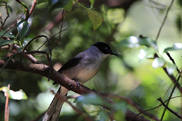 ��欵ĺ�ͷ����