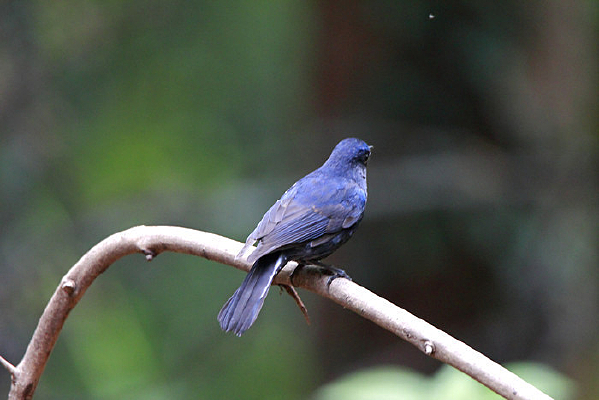 ��ë�����Ĵ����l