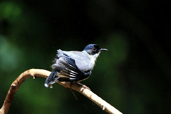 ��ë�����ĺ�ͷ����