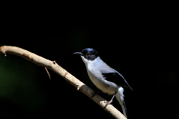 վ���ĺ�ͷ����