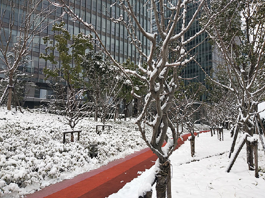 ����ѩ����Ӱ