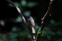 ��ׯ�Ļҿ�ȸ��