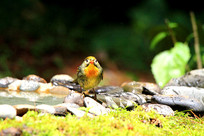 �����ĺ�����˼��