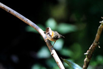 ���εĻƾ�����