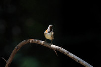 ����Ļƾ�����