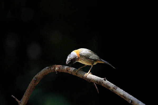 ���ɵĻƾ�����