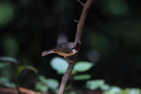 ���ĵĻƾ�����