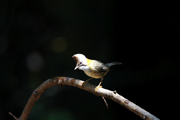 �����Ļƾ�����