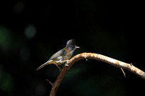 ������欵Ļƾ�����