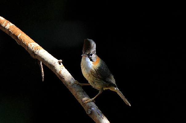 �������ŵĻƾ�����