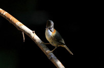 �������ŵĻƾ�����