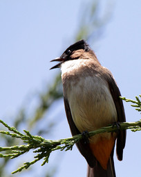 Ļ