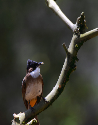 Ư���Ļ�����